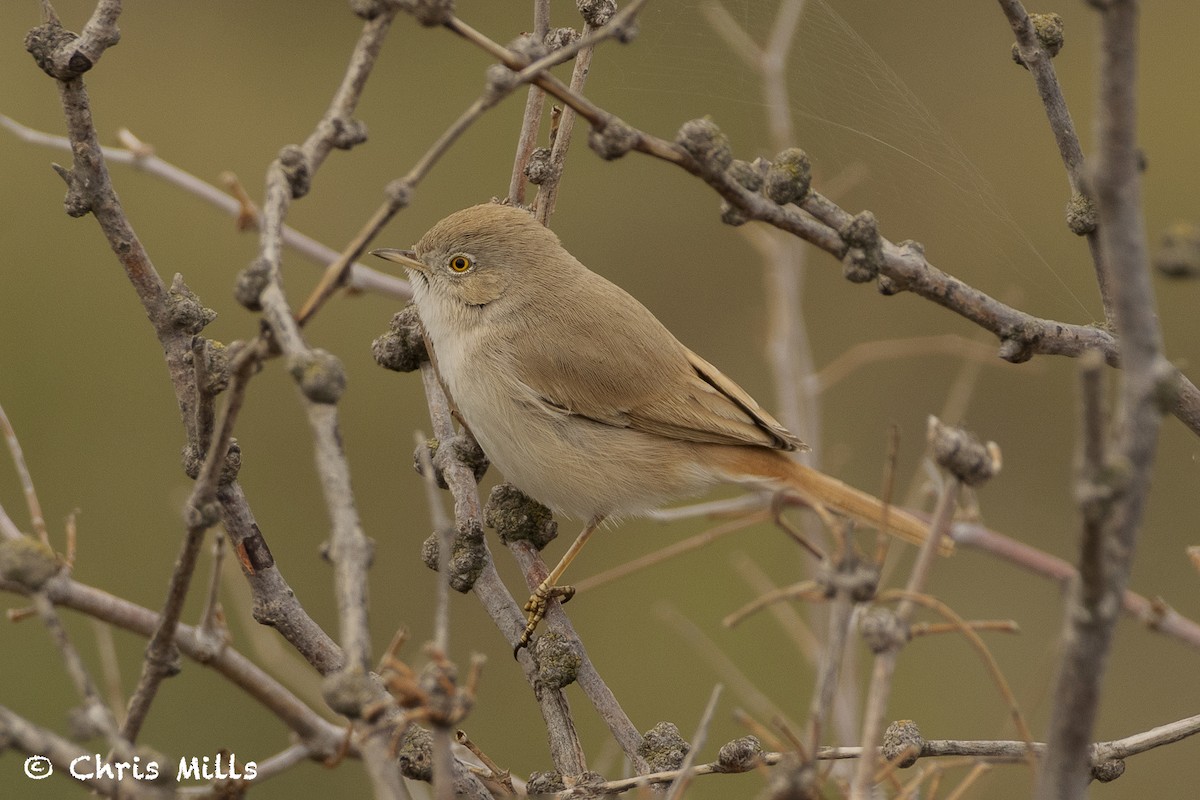 Asian Desert Warbler - ML644993504