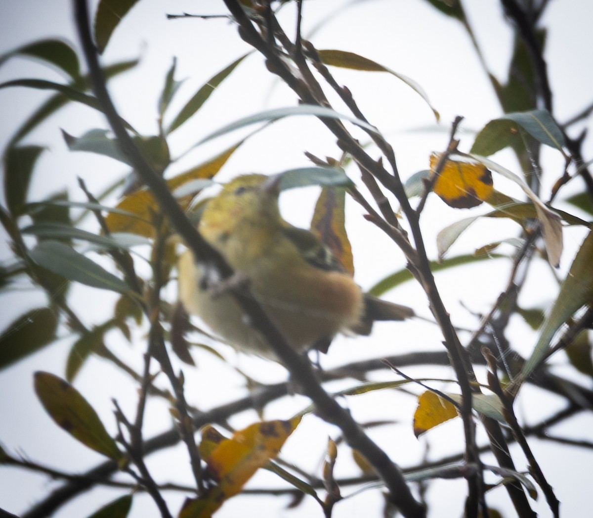 Bay-breasted Warbler - ML644993516