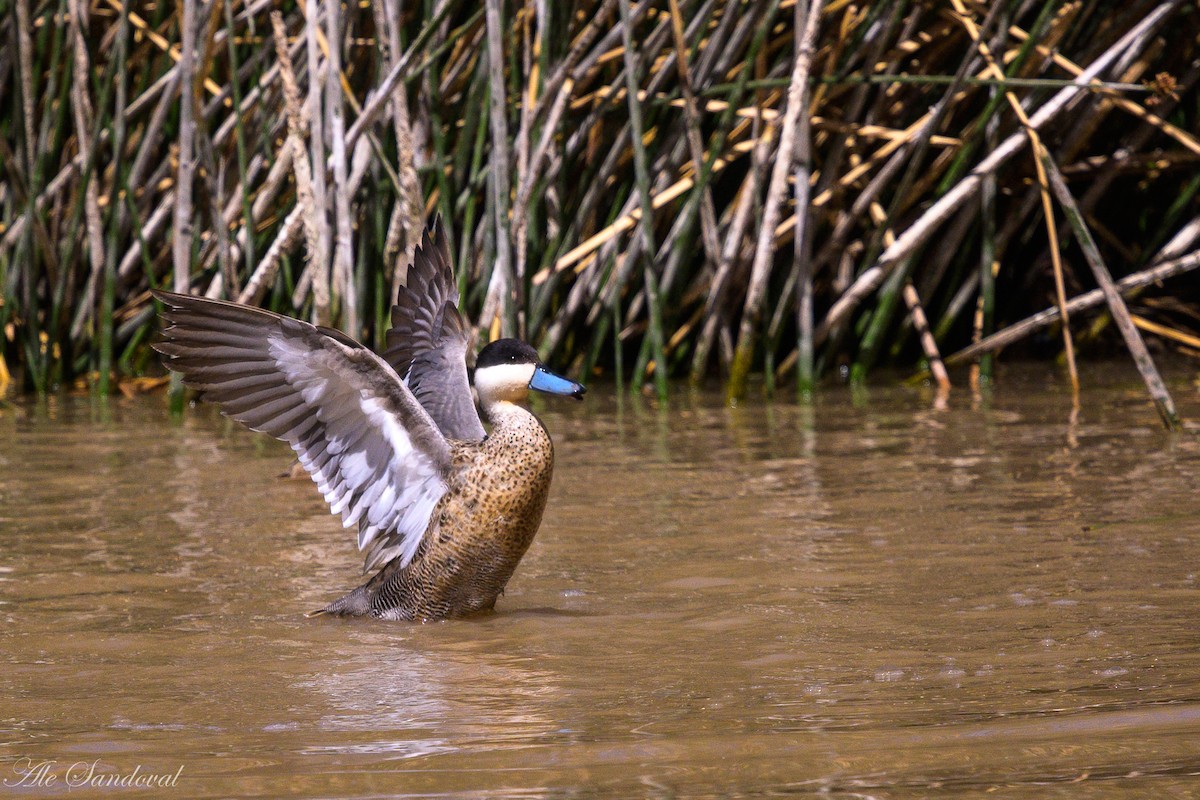 Puna Teal - ML644993519