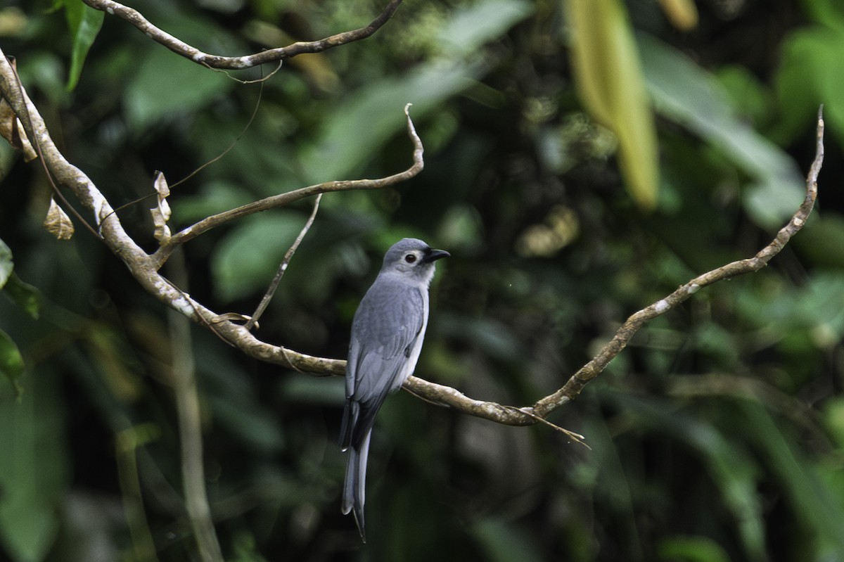 Пепельный дронго - ML644993536