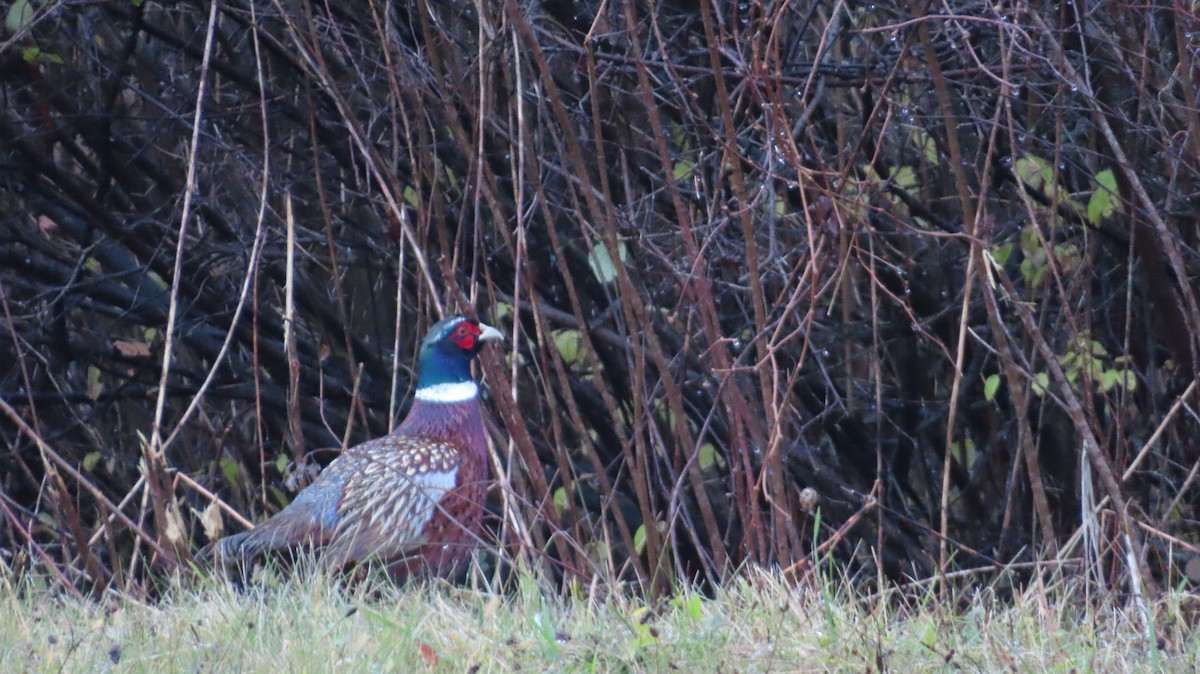 Ring-necked Pheasant - ML644993551