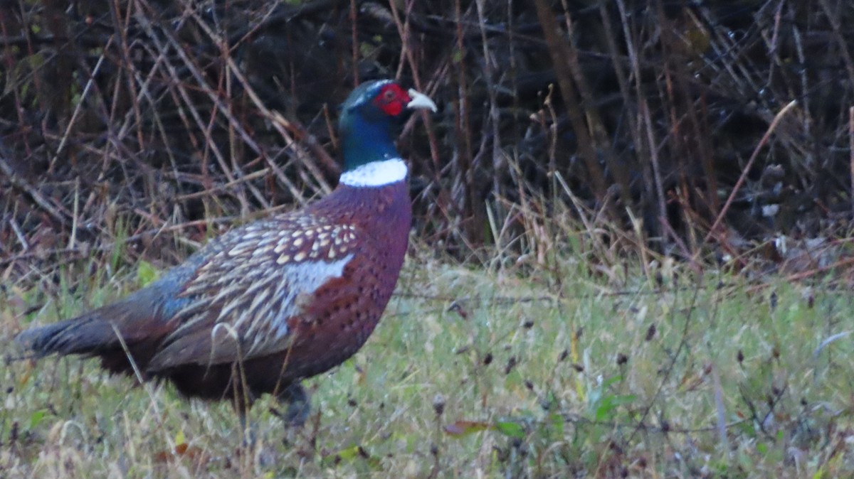 Ring-necked Pheasant - ML644993557