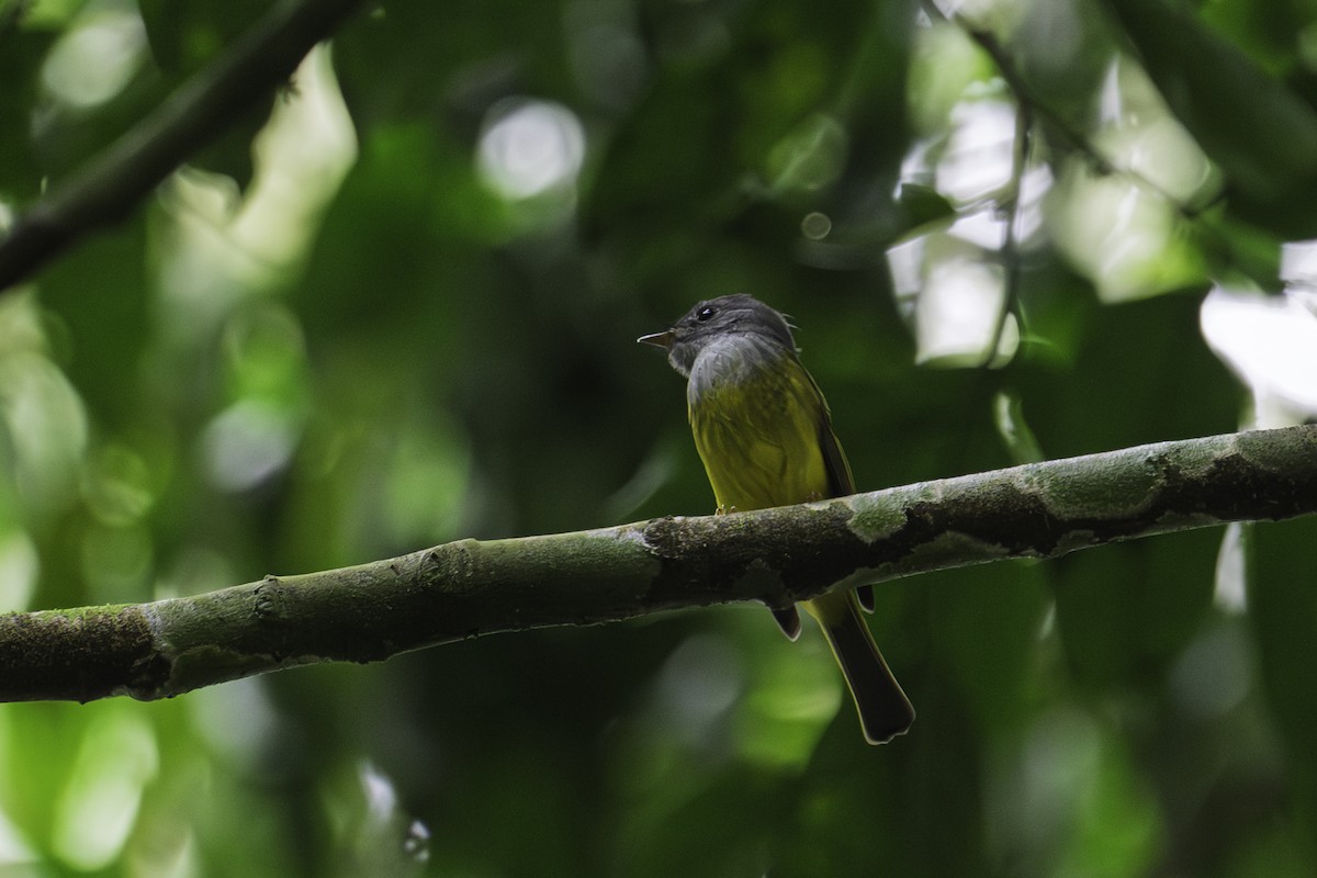 Сероголовая комароловка - ML644993558