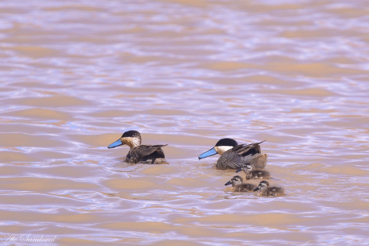 Puna Teal - ML644993569