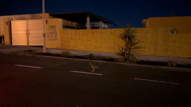 Kocagöz - ML644993583