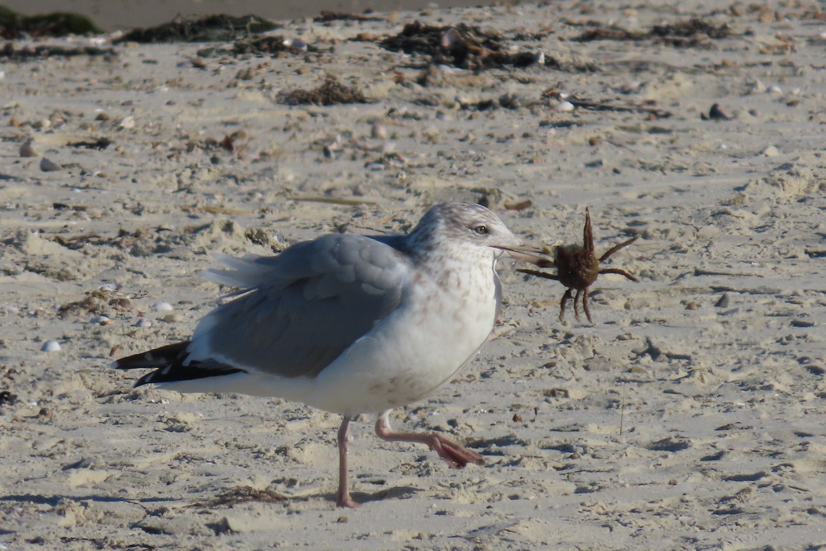 American Herring Gull - ML644993597