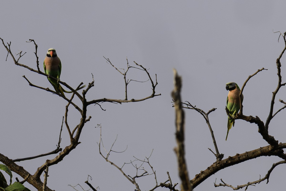 Red-breasted Parakeet - ML644993626