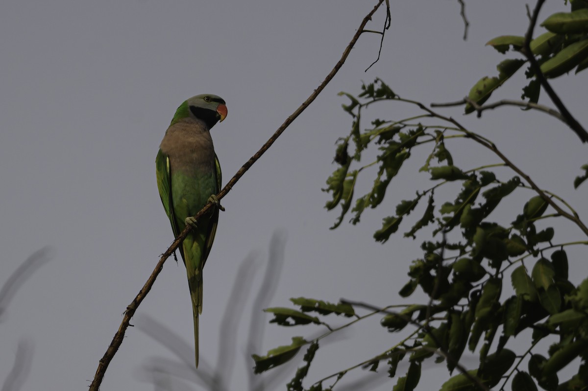 Red-breasted Parakeet - ML644993627