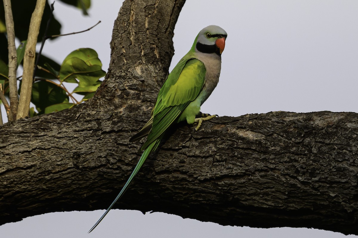 Red-breasted Parakeet - ML644993628