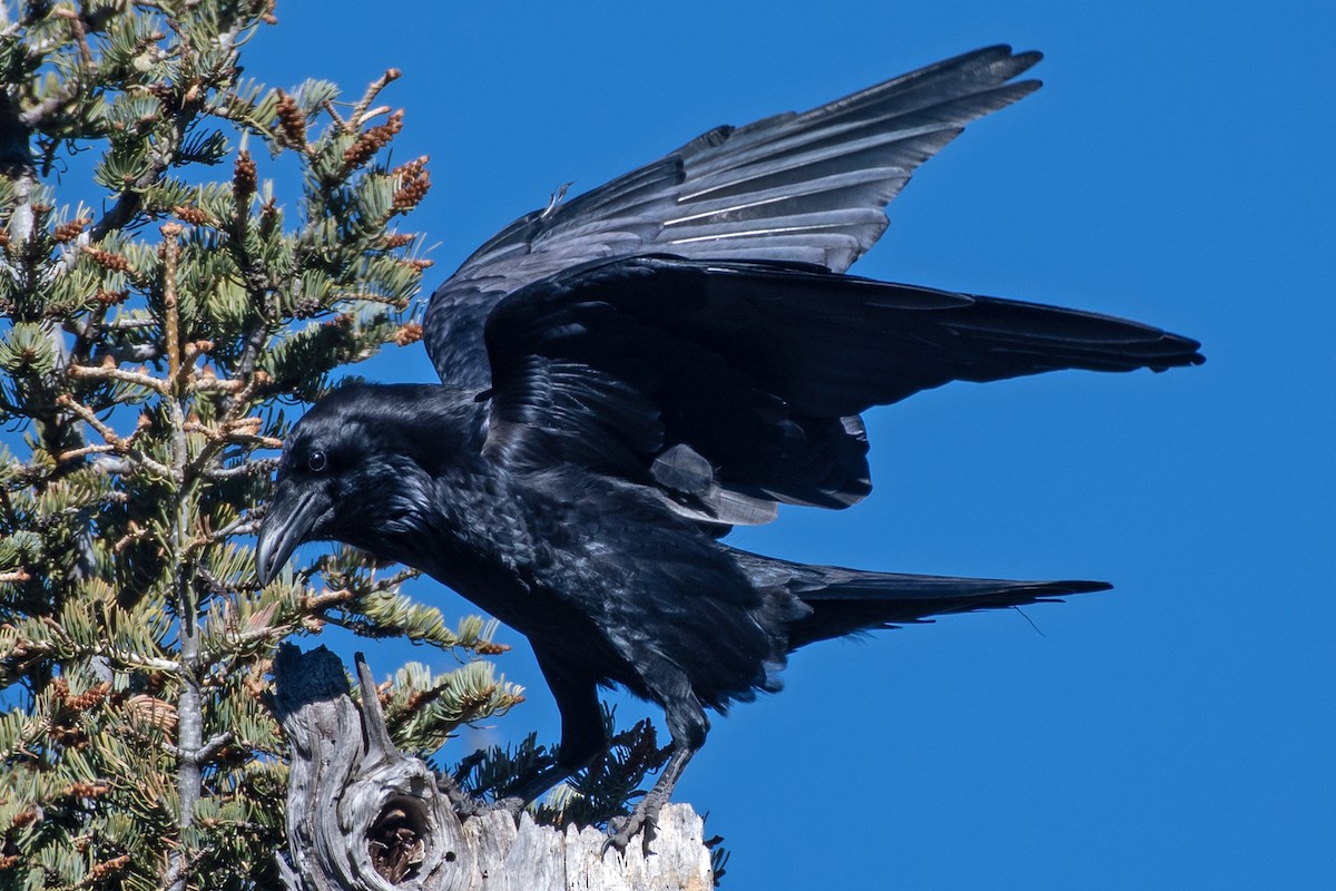 Common Raven - ML644993633