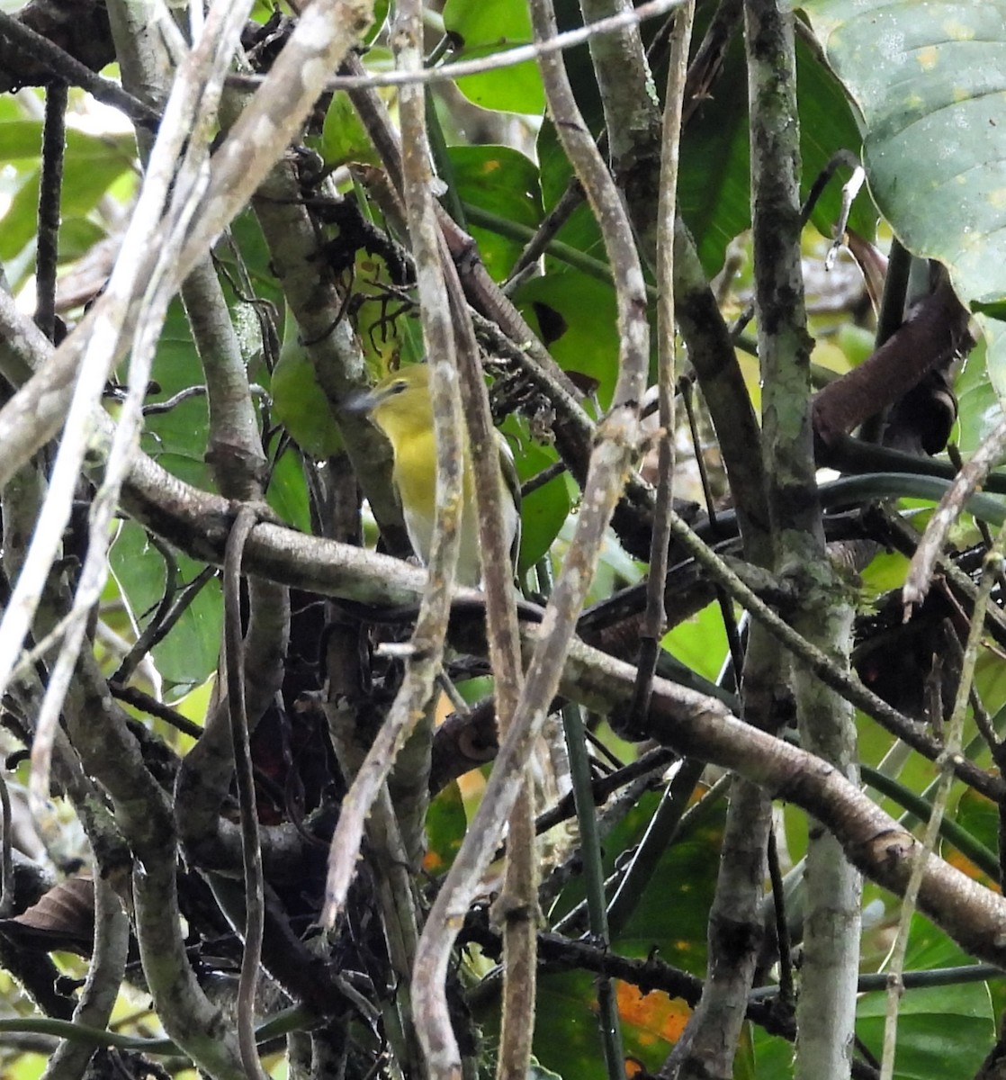 Yellow-throated Vireo - ML644993644