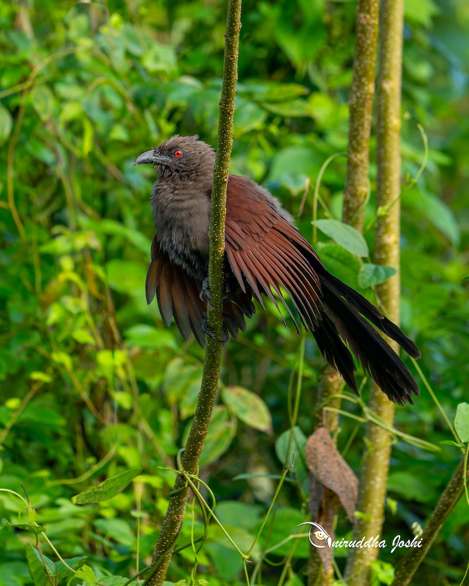 アンダマンバンケン - ML644993665