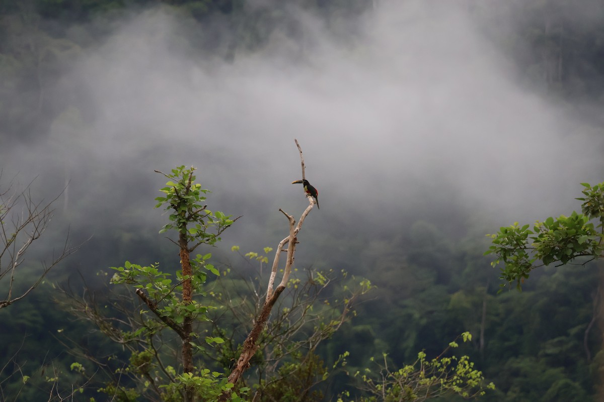 arassari hnědouchý - ML644993667