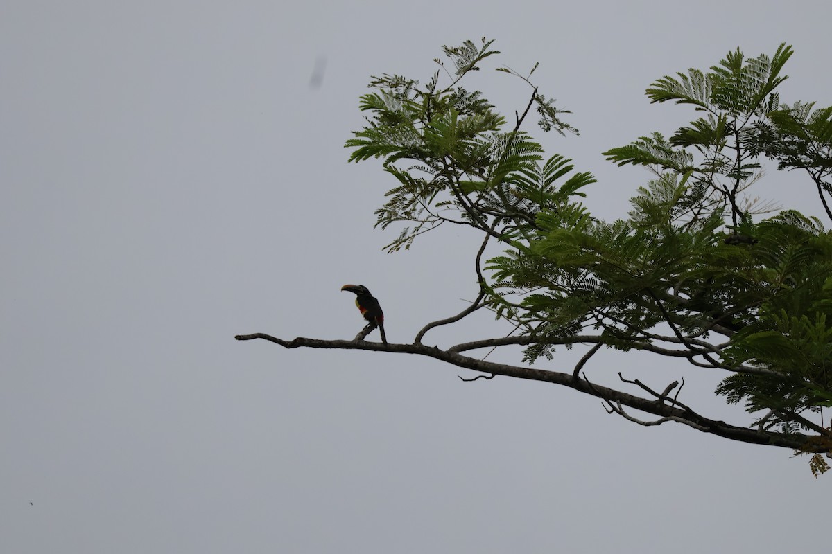 arassari hnědouchý - ML644993670