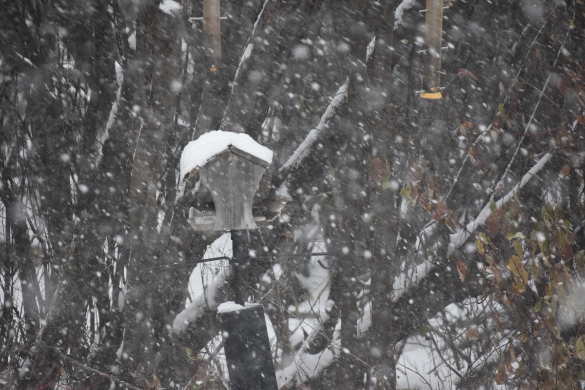 White-throated Sparrow - ML644993678