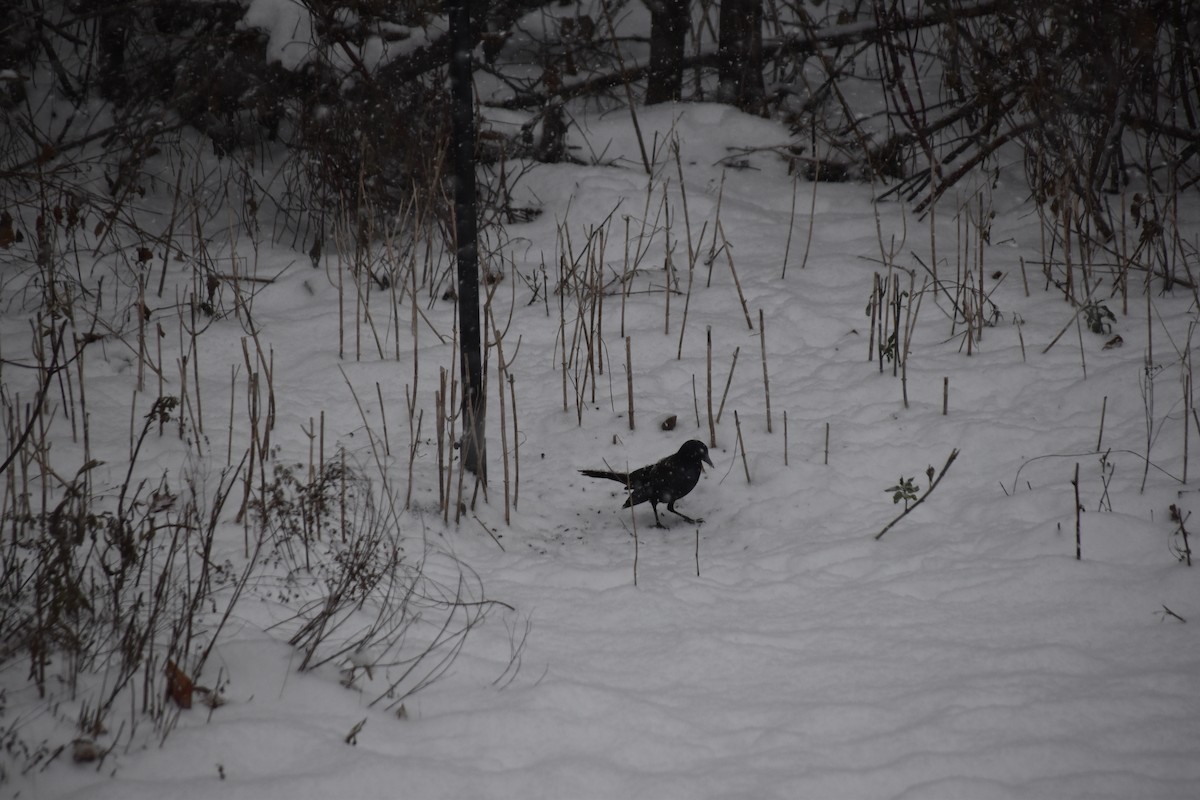 Purpurgrackel - ML644993693