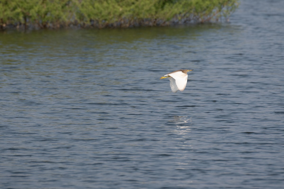 Hint Alaca Balıkçılı - ML644993697