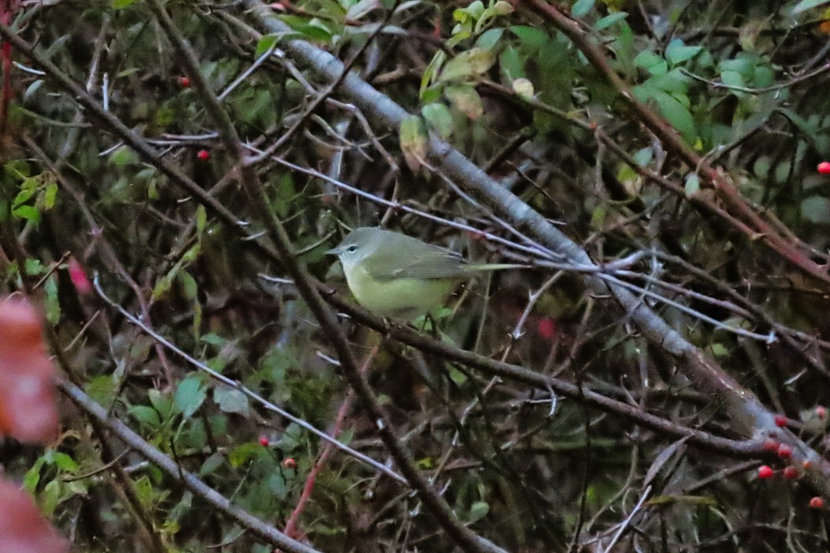 lesňáček hvězdičkový - ML644993701