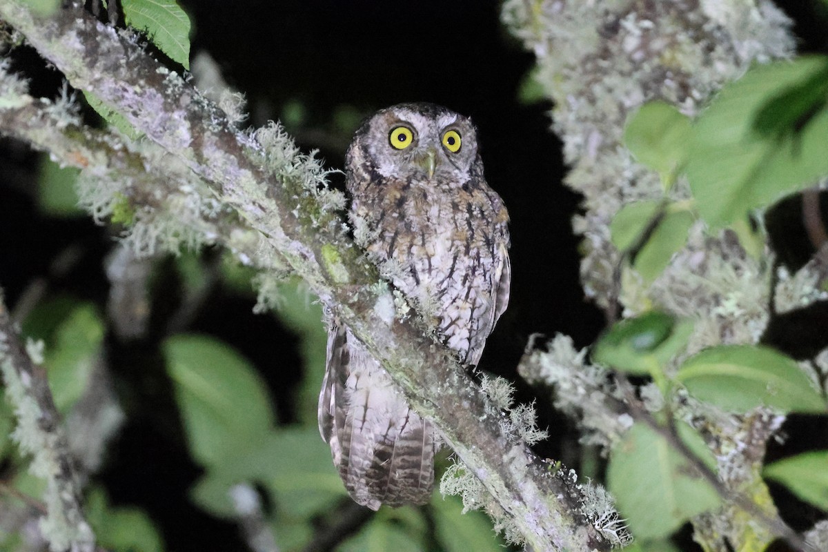 Koepcke's Screech-Owl - ML644993705