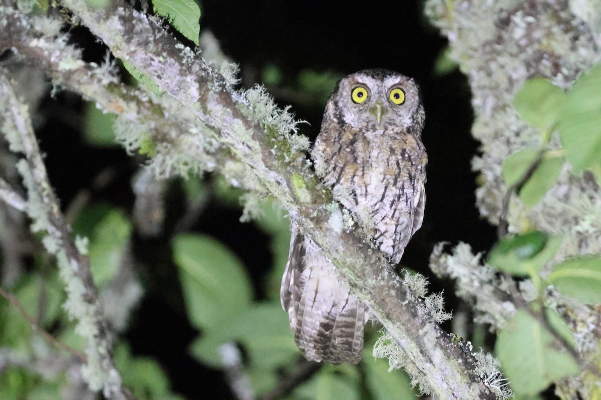 Koepcke's Screech-Owl - ML644993706