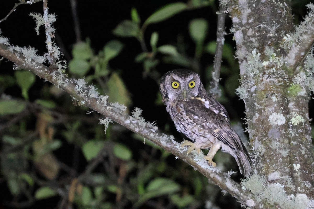 Koepcke's Screech-Owl - ML644993708