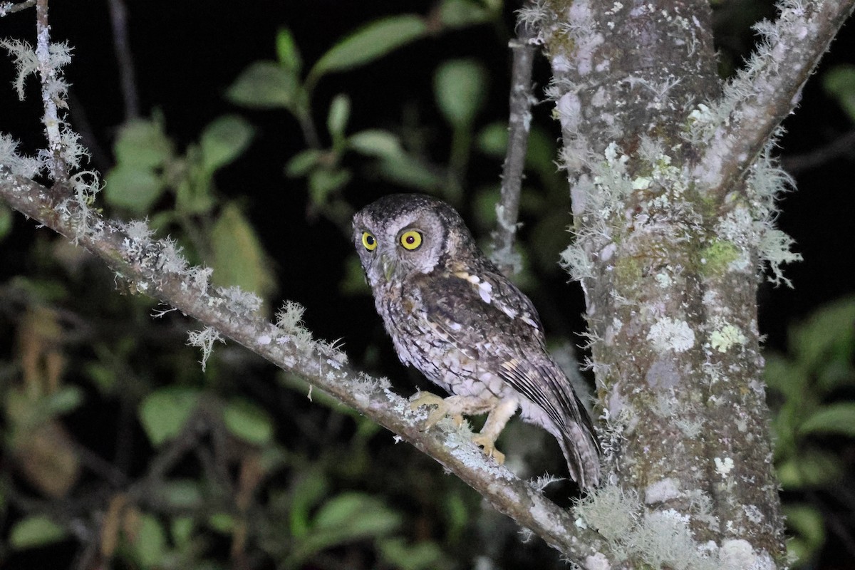 Koepcke's Screech-Owl - ML644993709