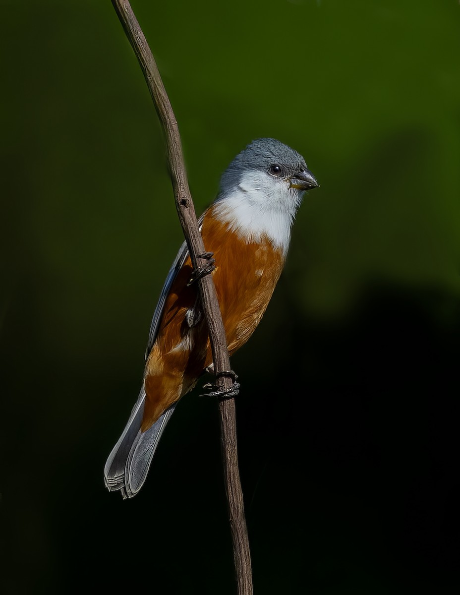 Marsh Seedeater - ML644993717
