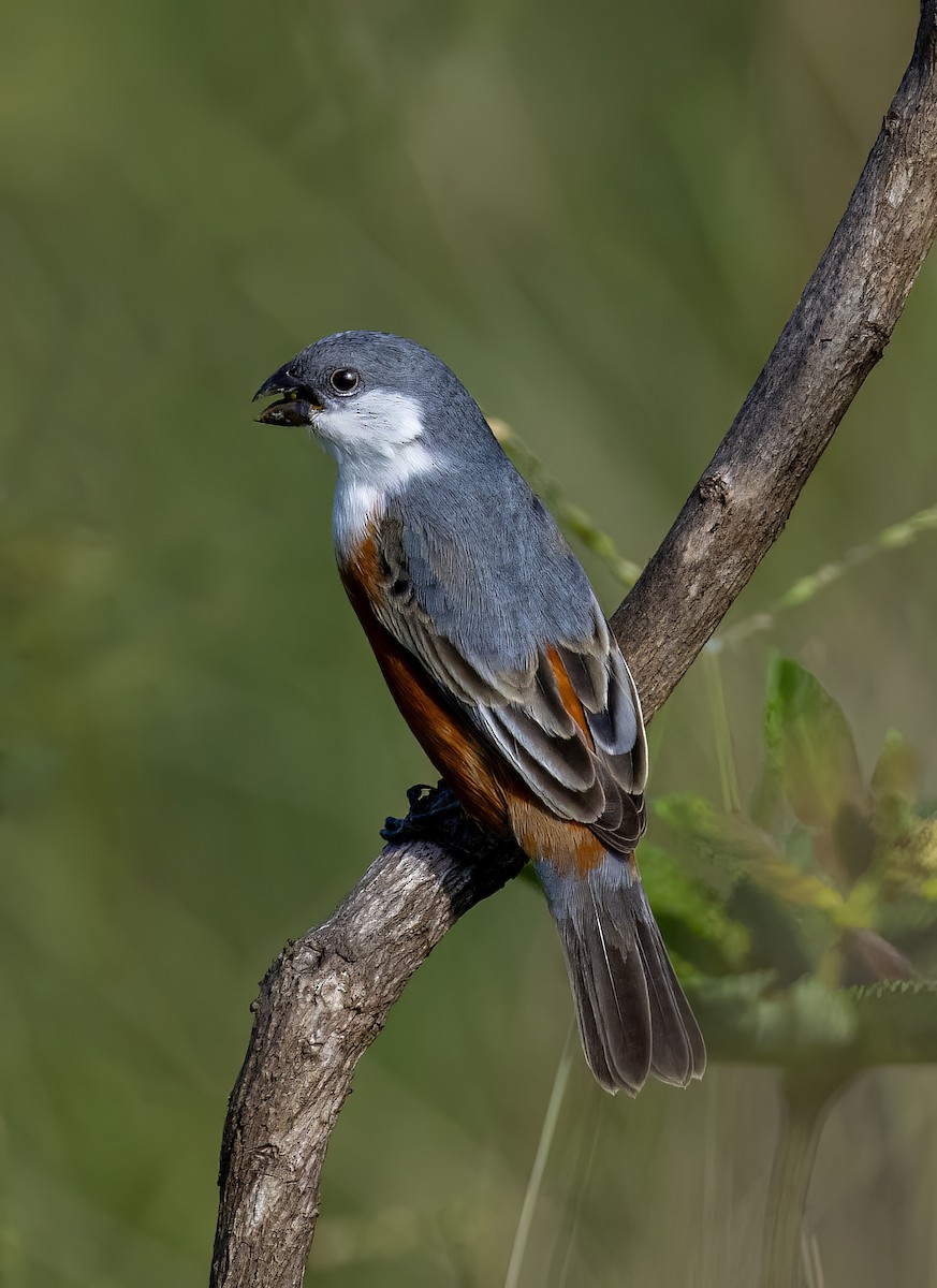 Marsh Seedeater - ML644993718