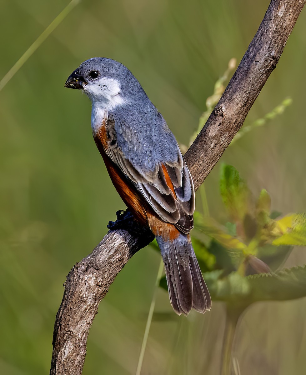Marsh Seedeater - ML644993720