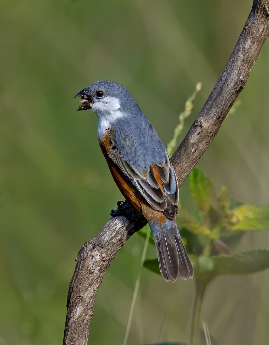 Marsh Seedeater - ML644993721
