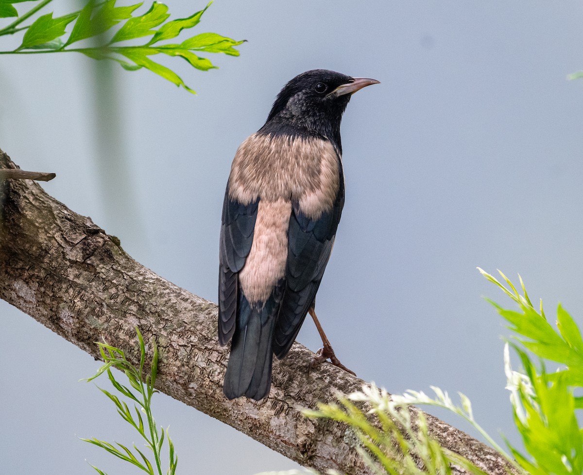 Rosy Starling - ML644993728