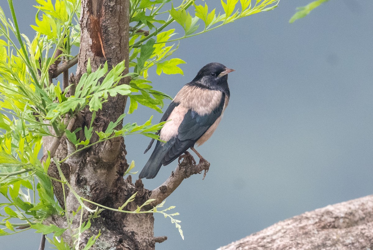Rosy Starling - ML644993729