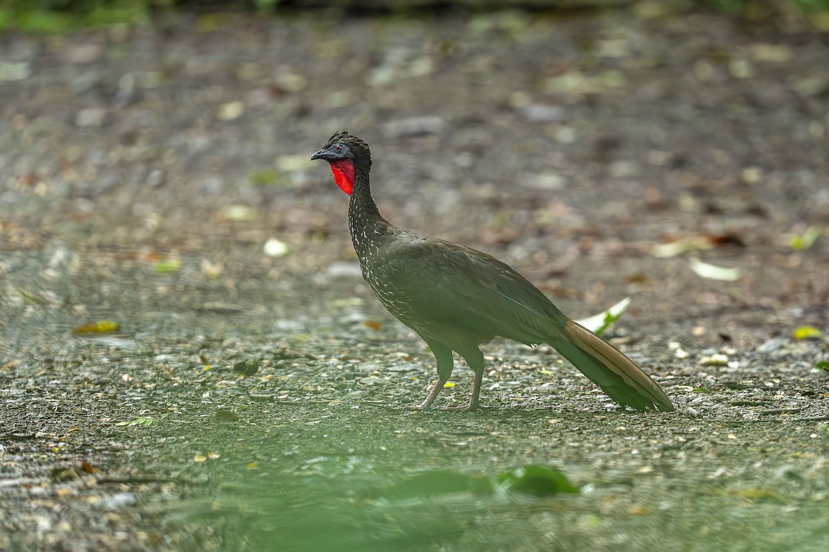 Crested Guan - ML644993735