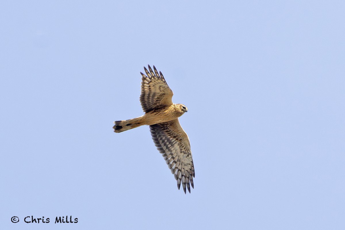 Hen Harrier - ML644993750