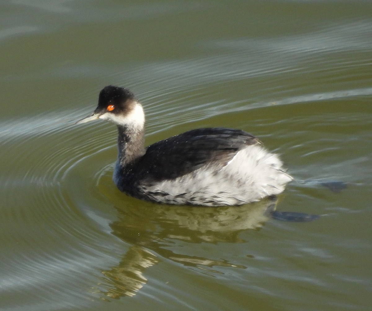 potápka černokrká - ML644993753