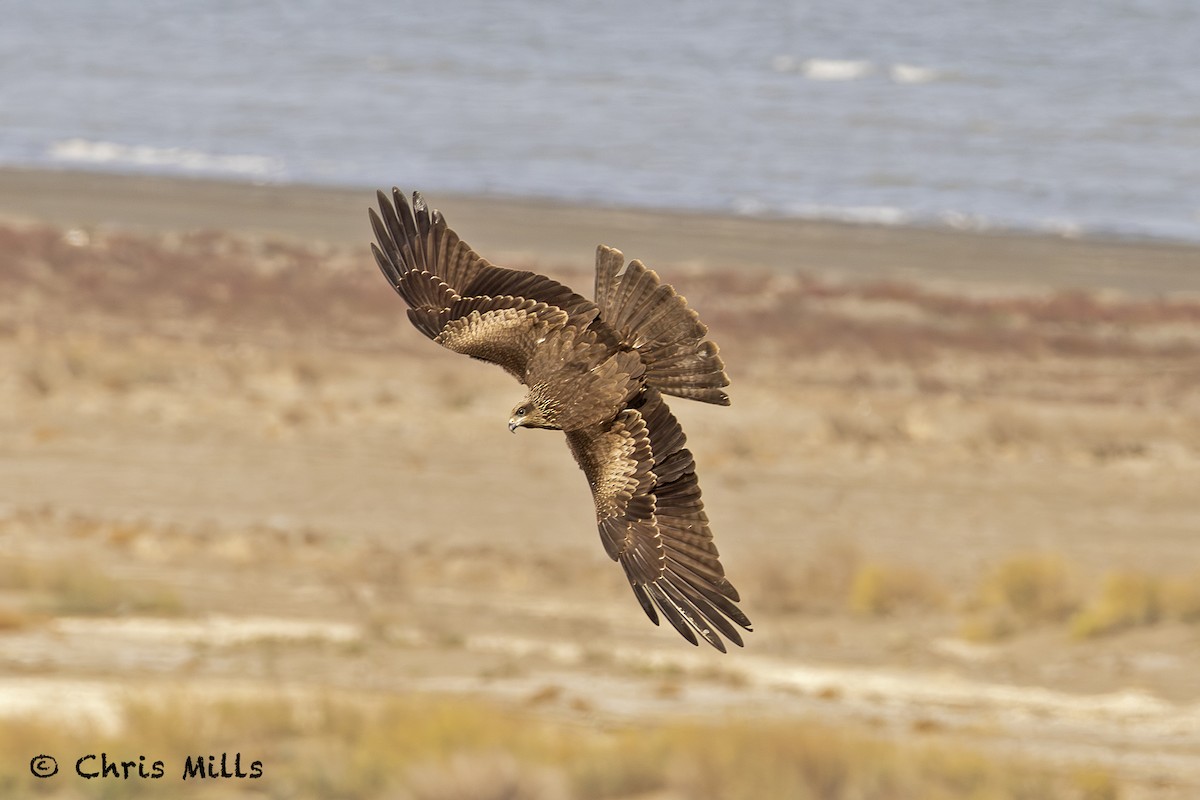 Black Kite - ML644993766