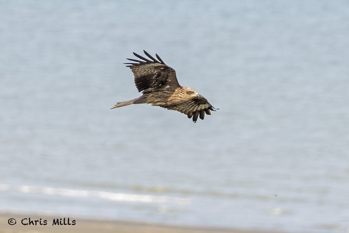 Black Kite - ML644993767