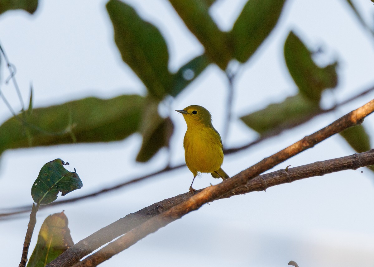 Northern Yellow Warbler - ML644993781