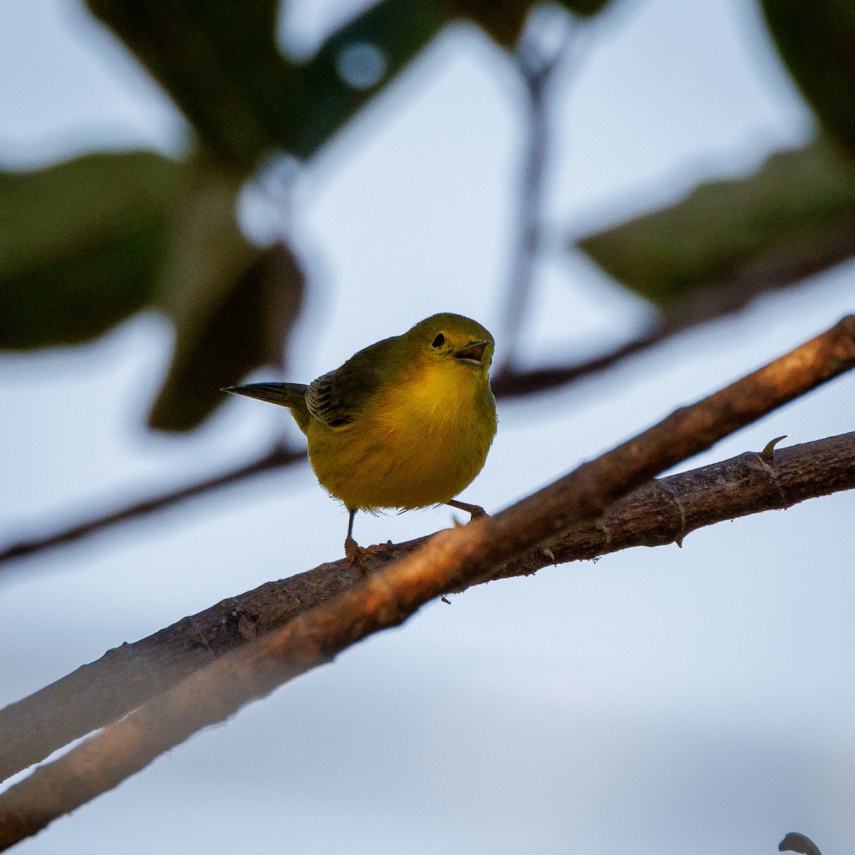 Northern Yellow Warbler - ML644993786