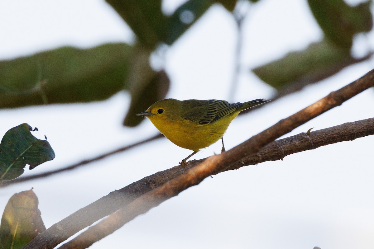 Northern Yellow Warbler - ML644993788