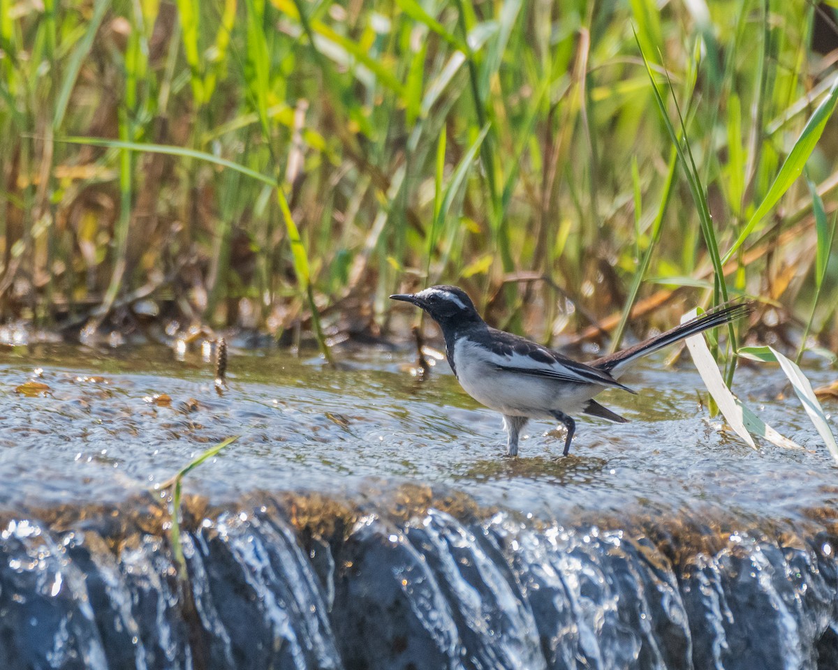 Плиска білоброва - ML644993798