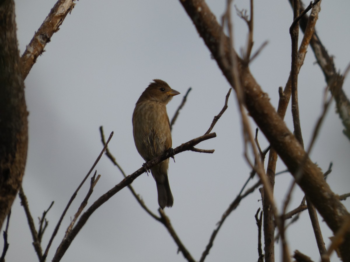 Passerin indigo - ML644993849