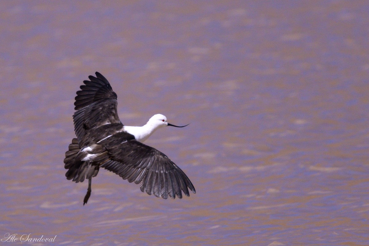 Andean Avocet - ML644993890