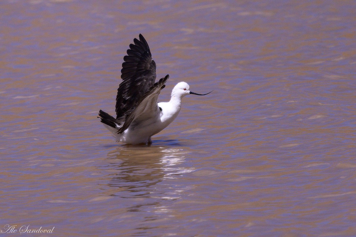 Andean Avocet - ML644993892
