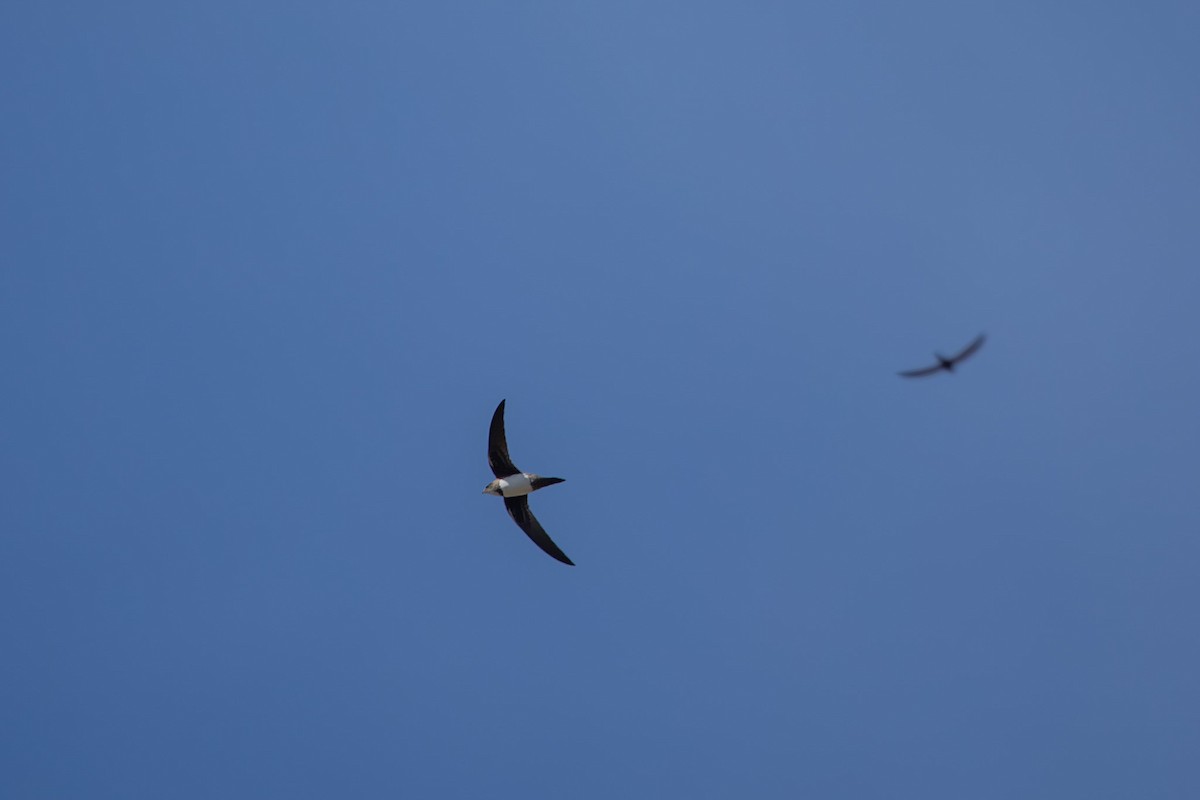 Alpine Swift - ML644993901