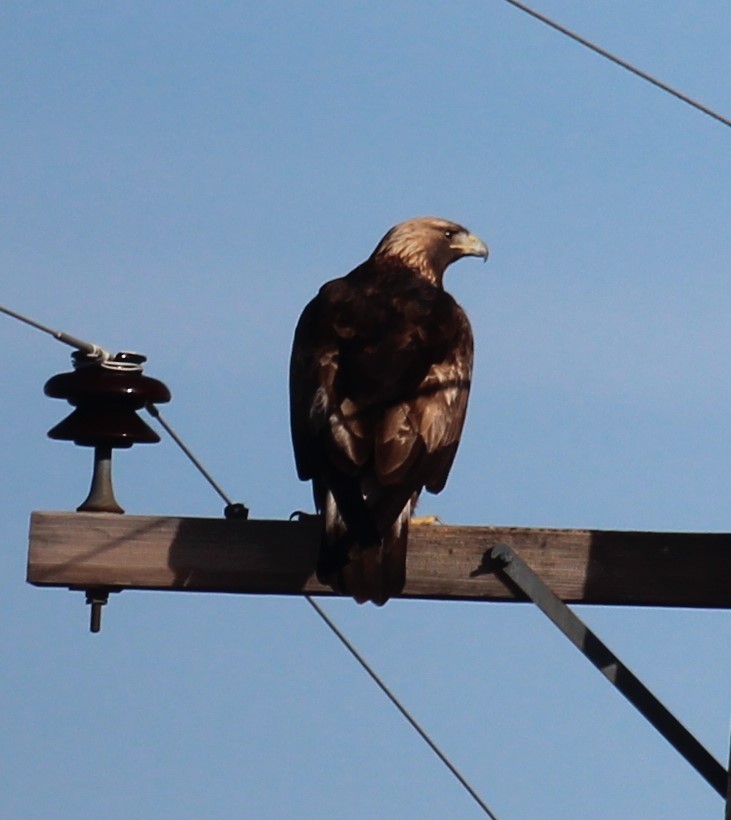 Golden Eagle - ML644993903