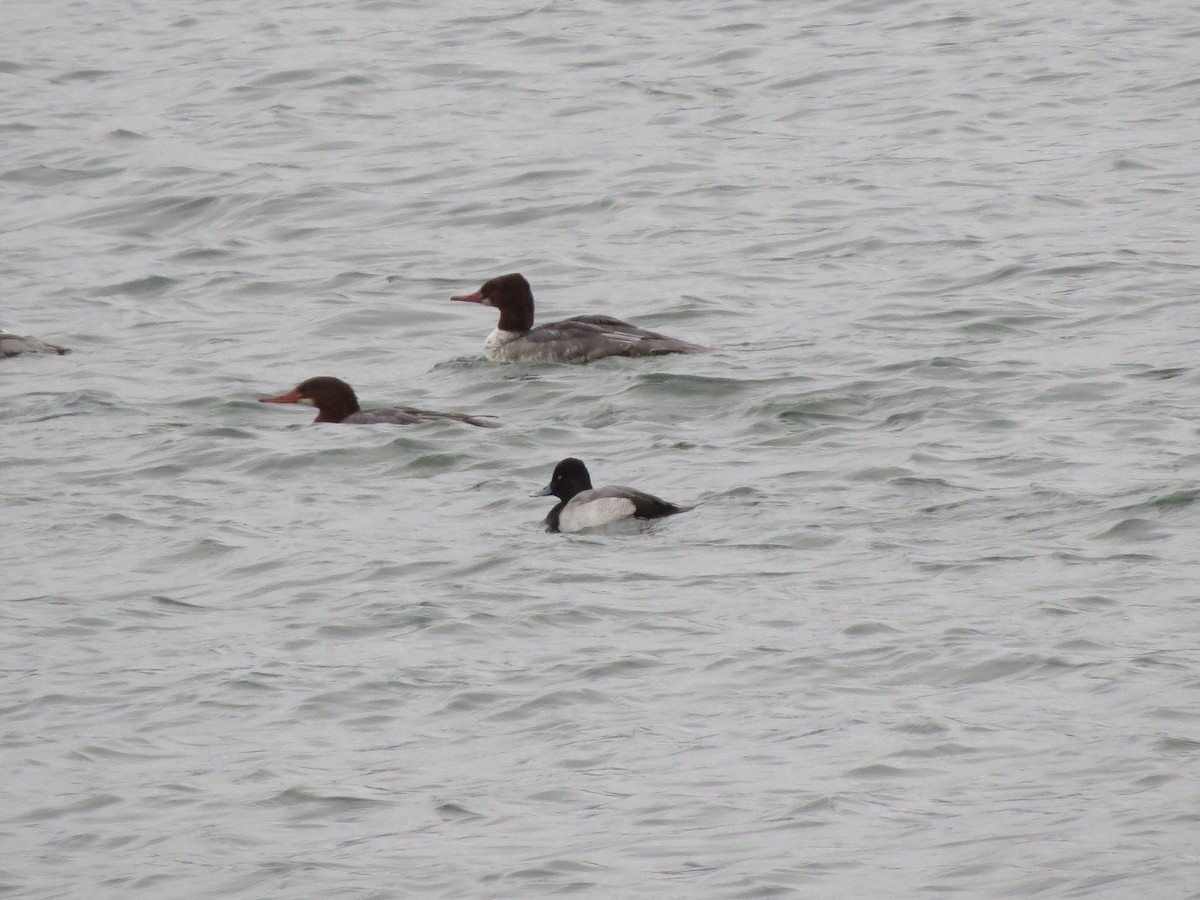 Lesser Scaup - ML644993905