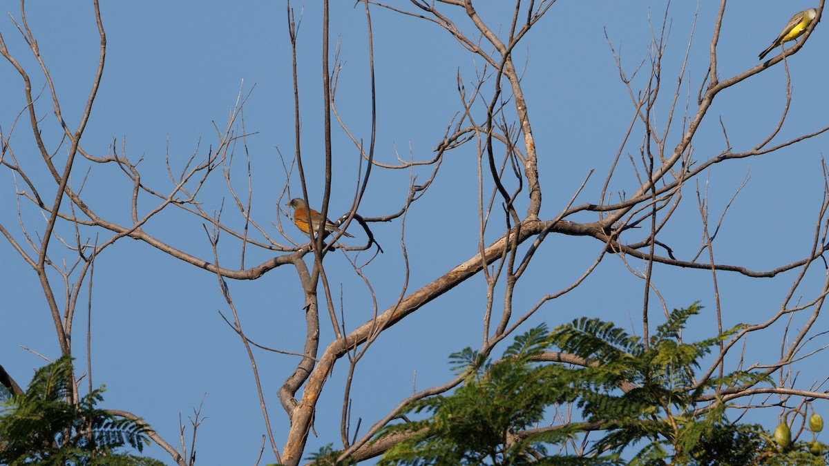 Rufous-backed Robin - ML644993950