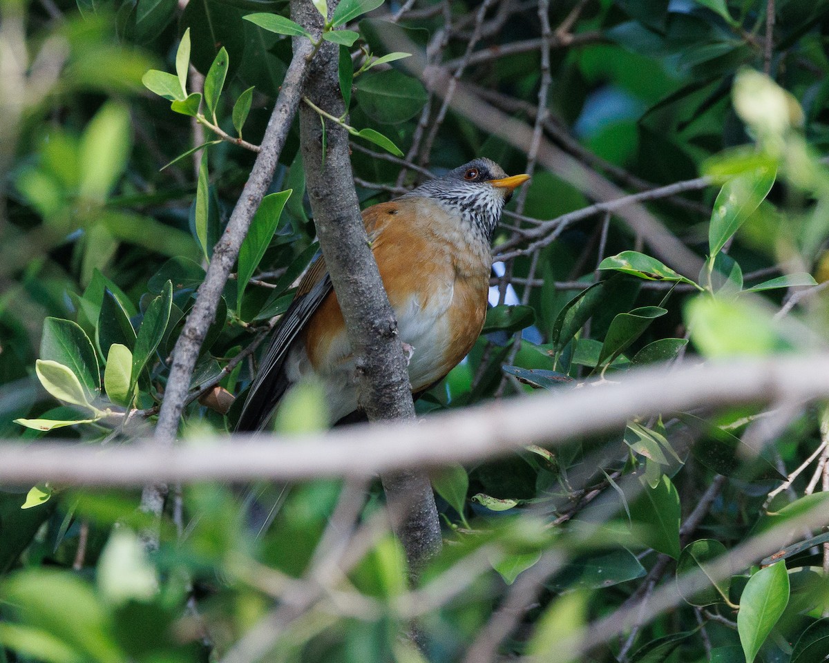 Rufous-backed Robin - ML644993960