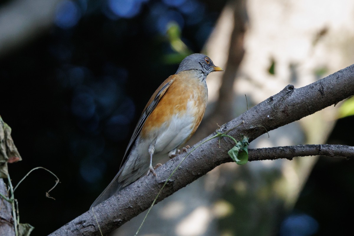 Rufous-backed Robin - ML644993964